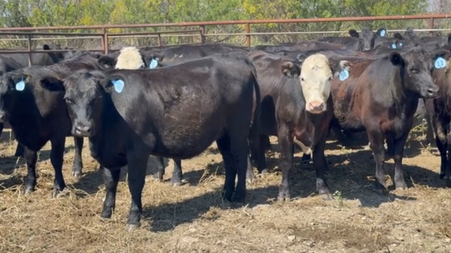 160 Black & Black Baldy Bred Heifers
